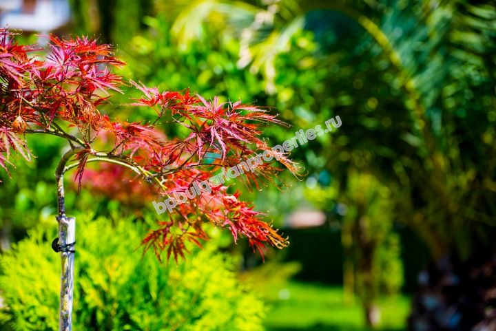 Луксозни апартаменти в нов комплекс за продажба в курорта Слънчев Бряг